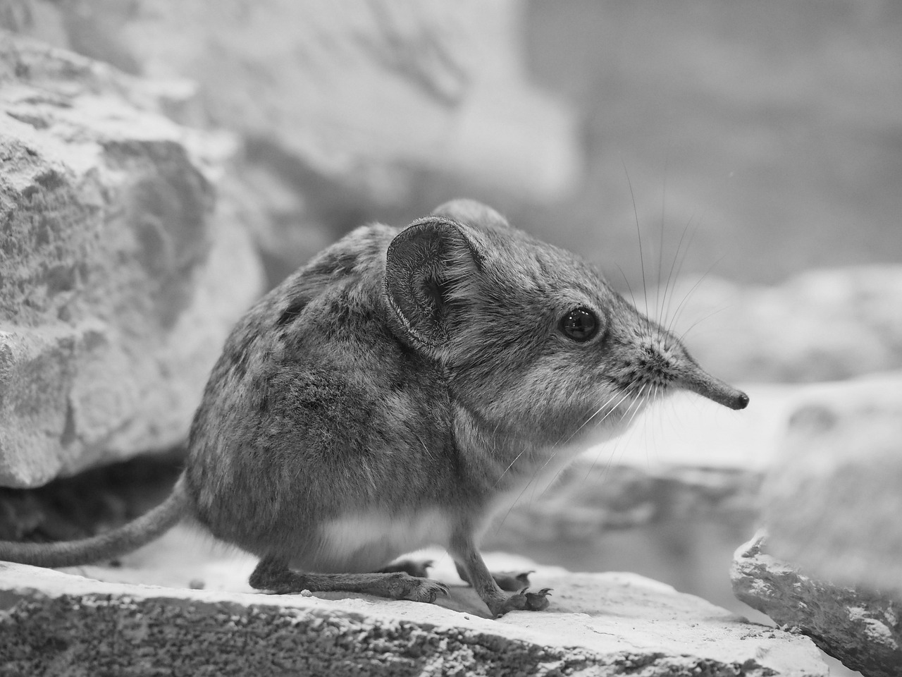 a small animal standing on top of a rock wall