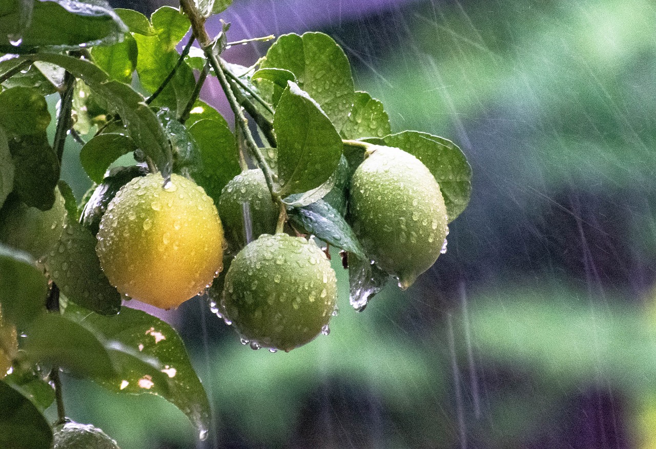 lemons hanging from a tree during a rain storm