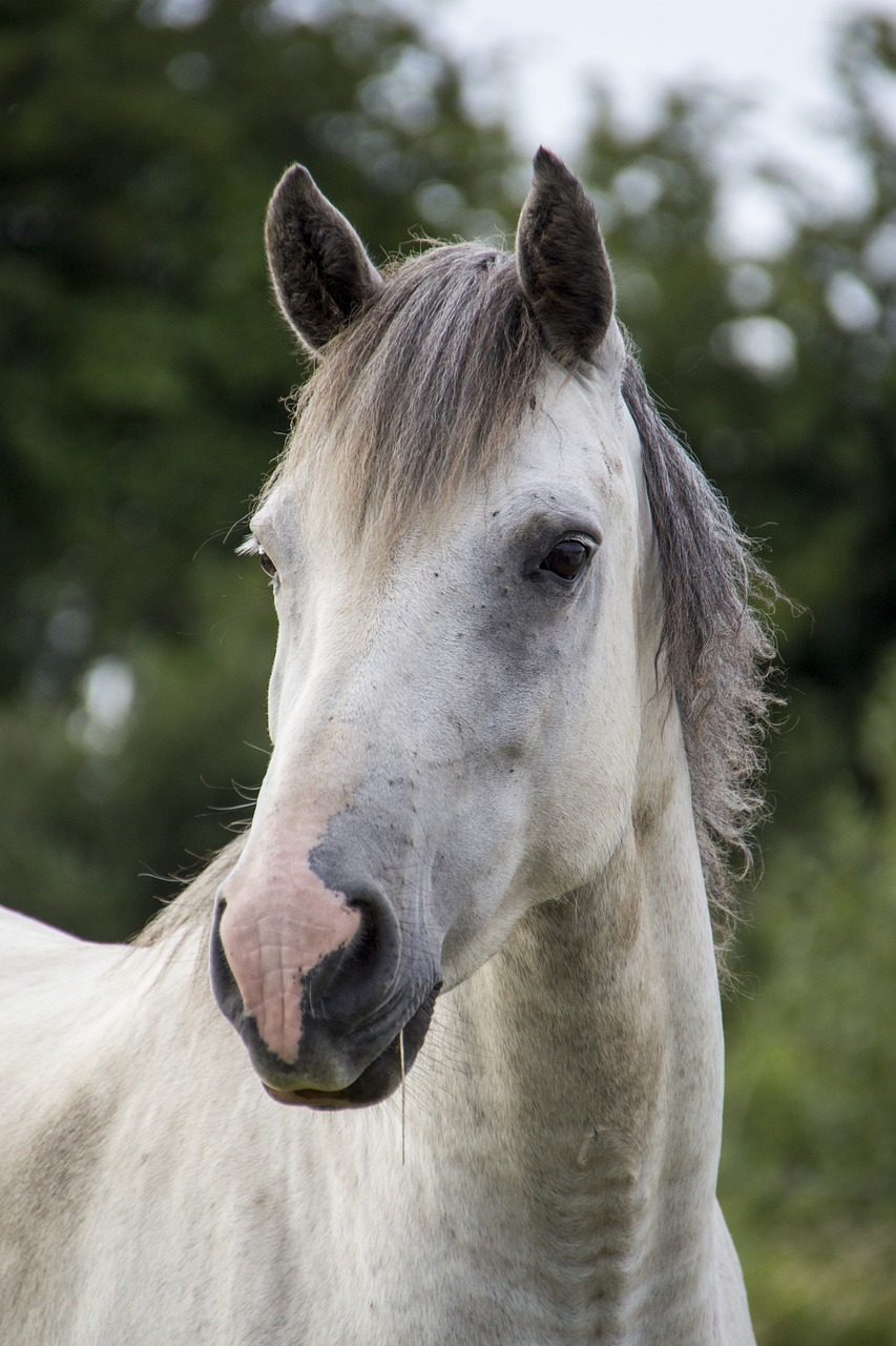 the head of a white horse with brown and black markings