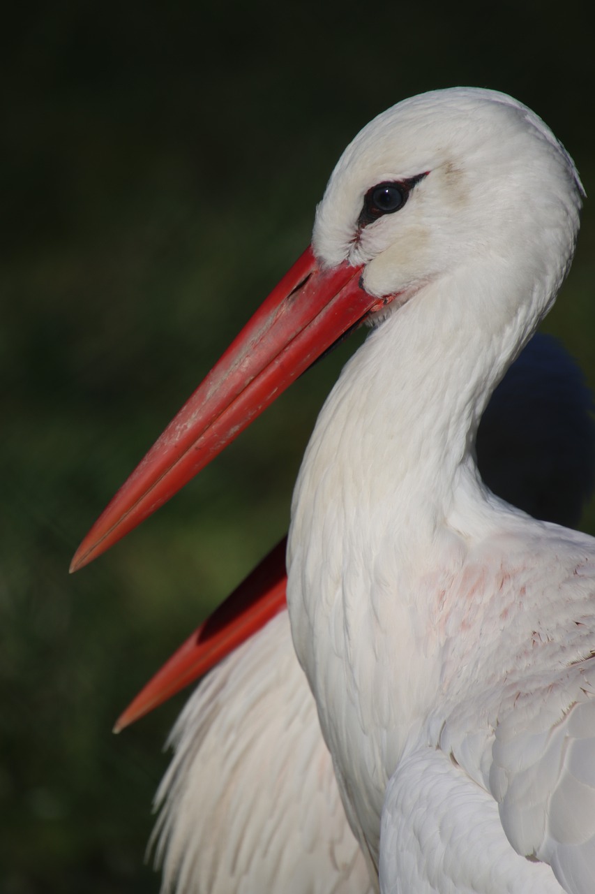 a white bird with large red beak standing on grass