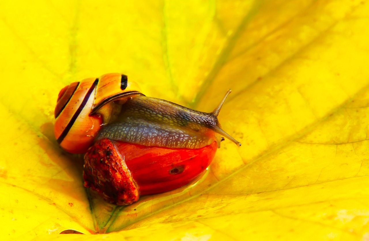 a little bug sitting on top of a large yellow leaf