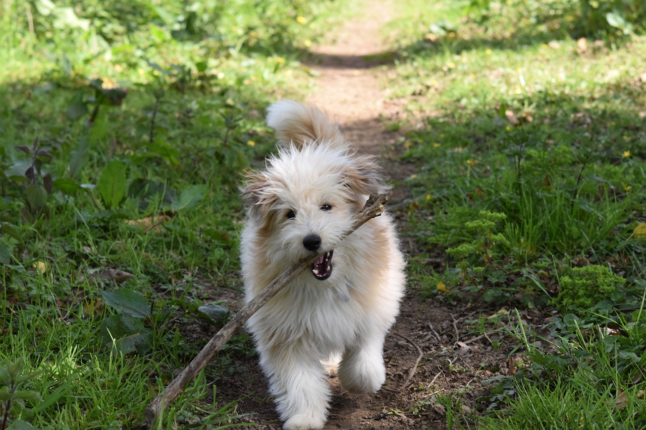 a dog holds onto a stick while running