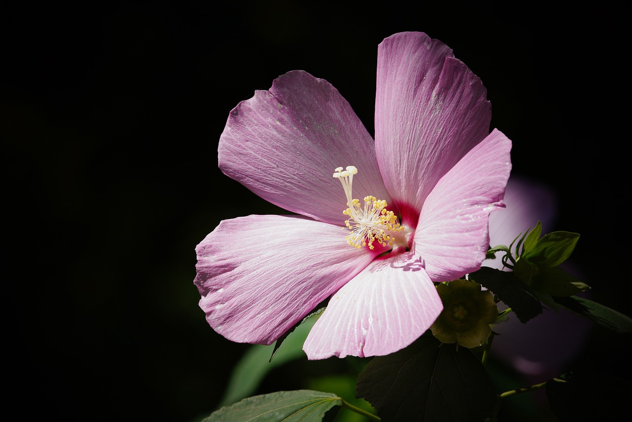 pink flower with small, dark background