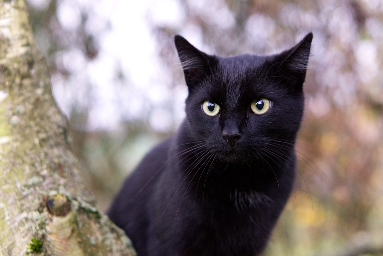 black cat on a tree nch looking into the camera