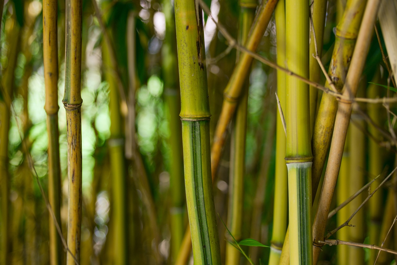 some very large bamboo sticks in the bush