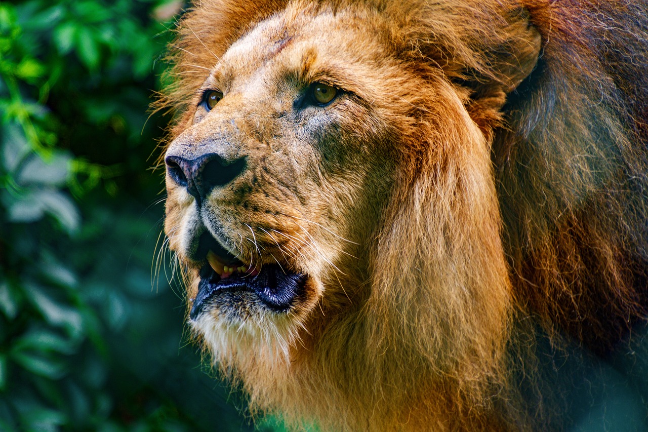 an adult lion with its mouth open and grass behind him