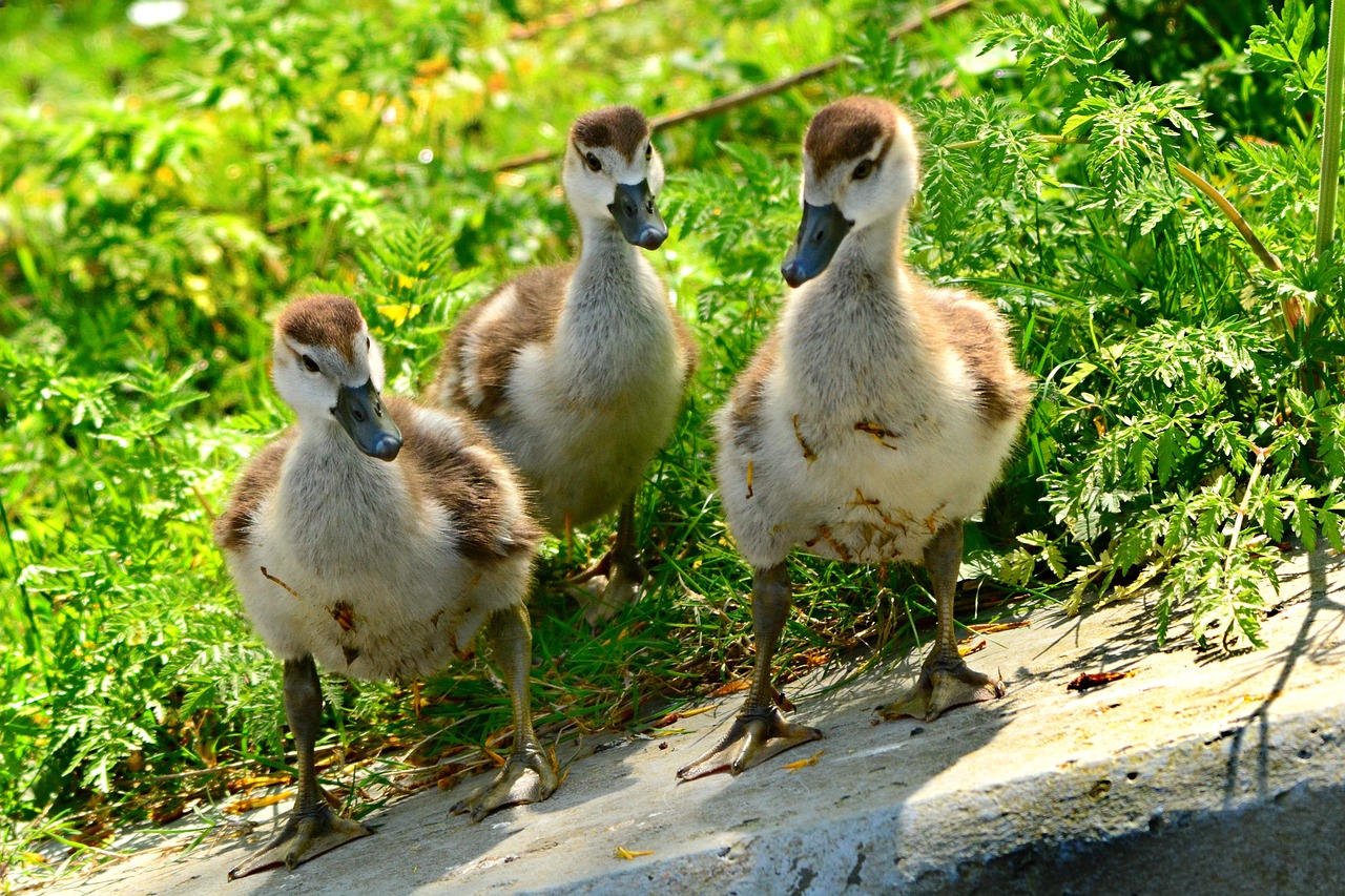three ducks are standing on a grass covered rock