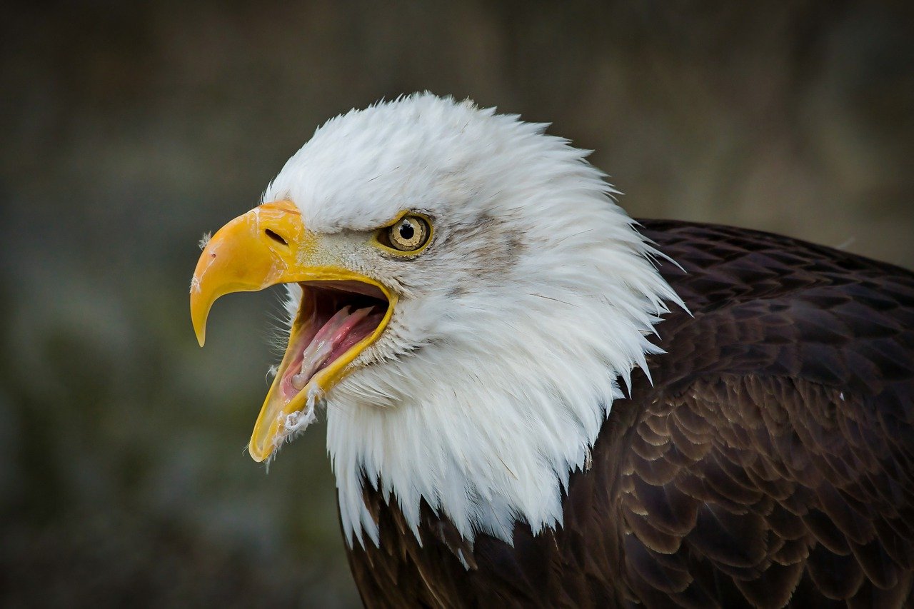 an eagle with a big grin of teeth