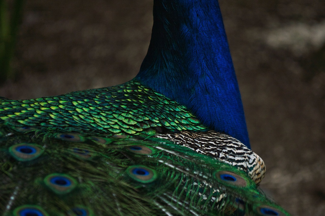 a peacock with blue feathers has one open wing