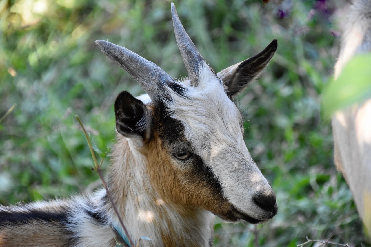 a very cute goat with big horns near some grass