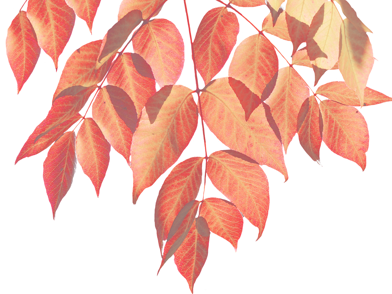 an abstract image of a red leafy plant