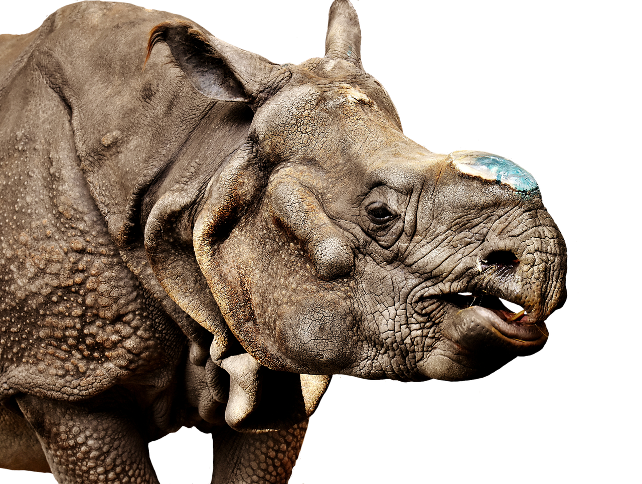 the close up of a rhinoceros'face and back, it looks like it has a very large ear ring