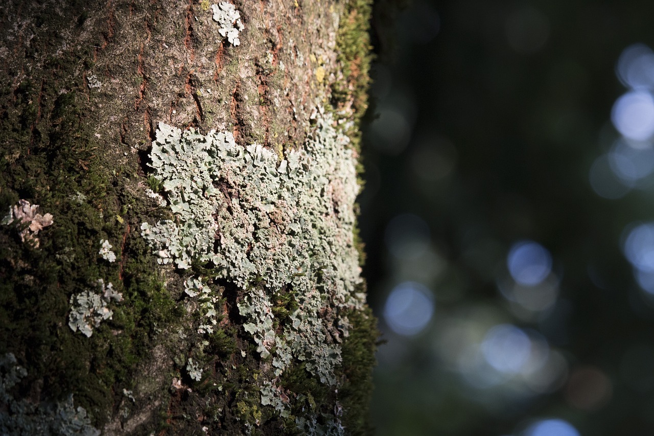 a close up of moss covered trees bark