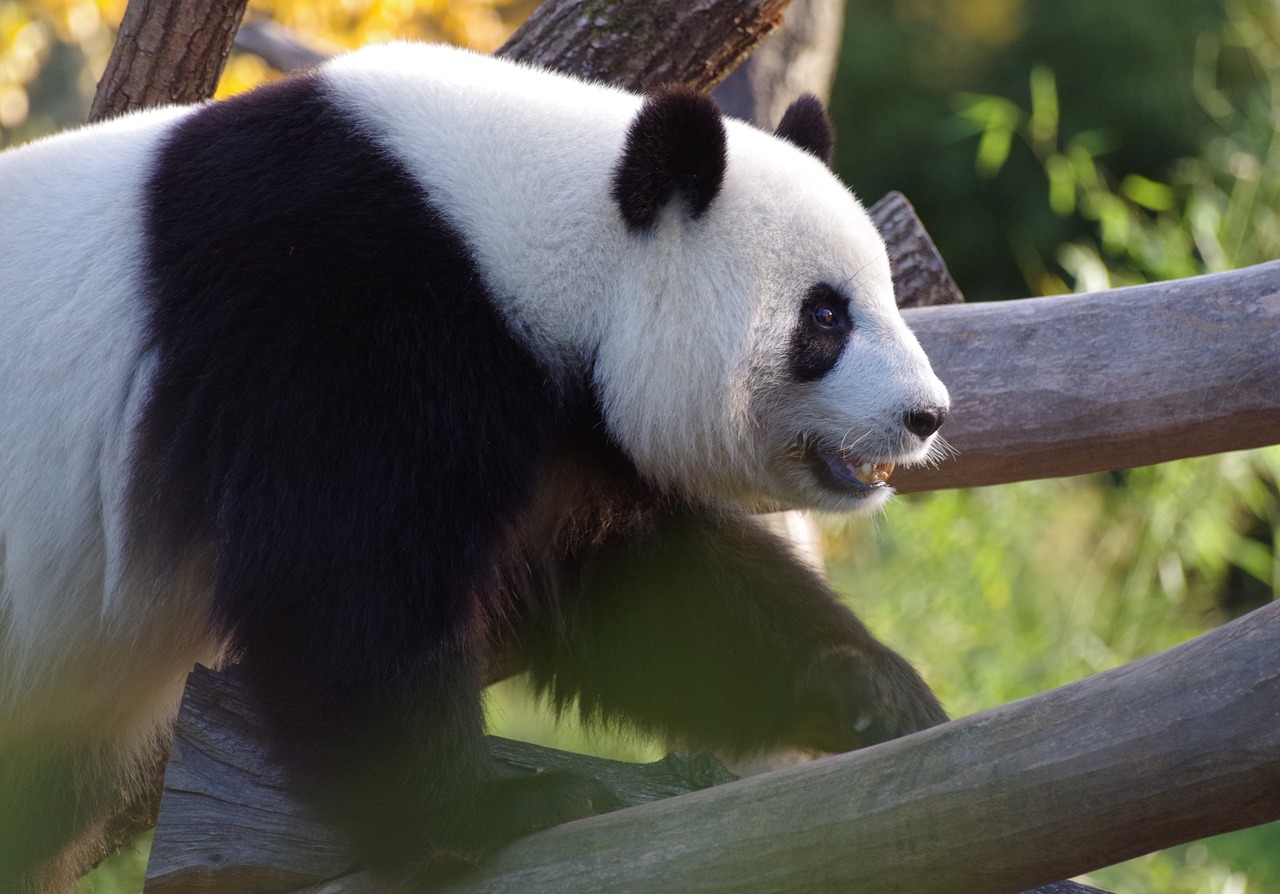 black and white panda bear climbing up a tree