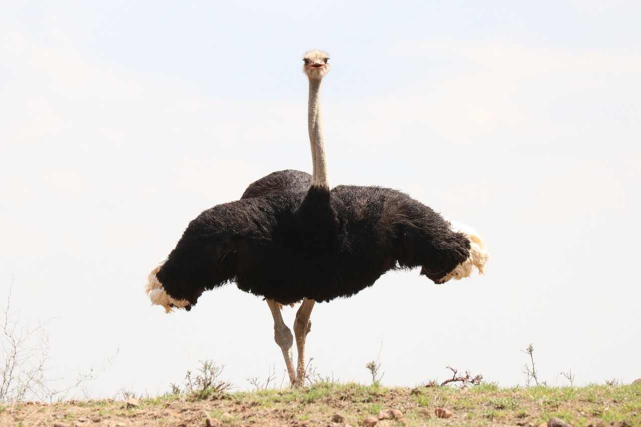 a big bird standing in the middle of a field