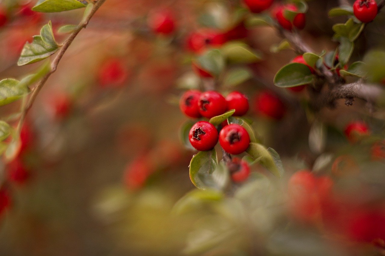a bunch of bright red berries hanging on the tree