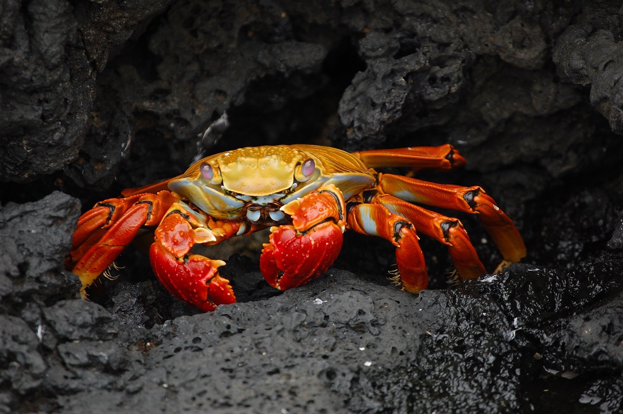 a crab is sitting on a rocky beach