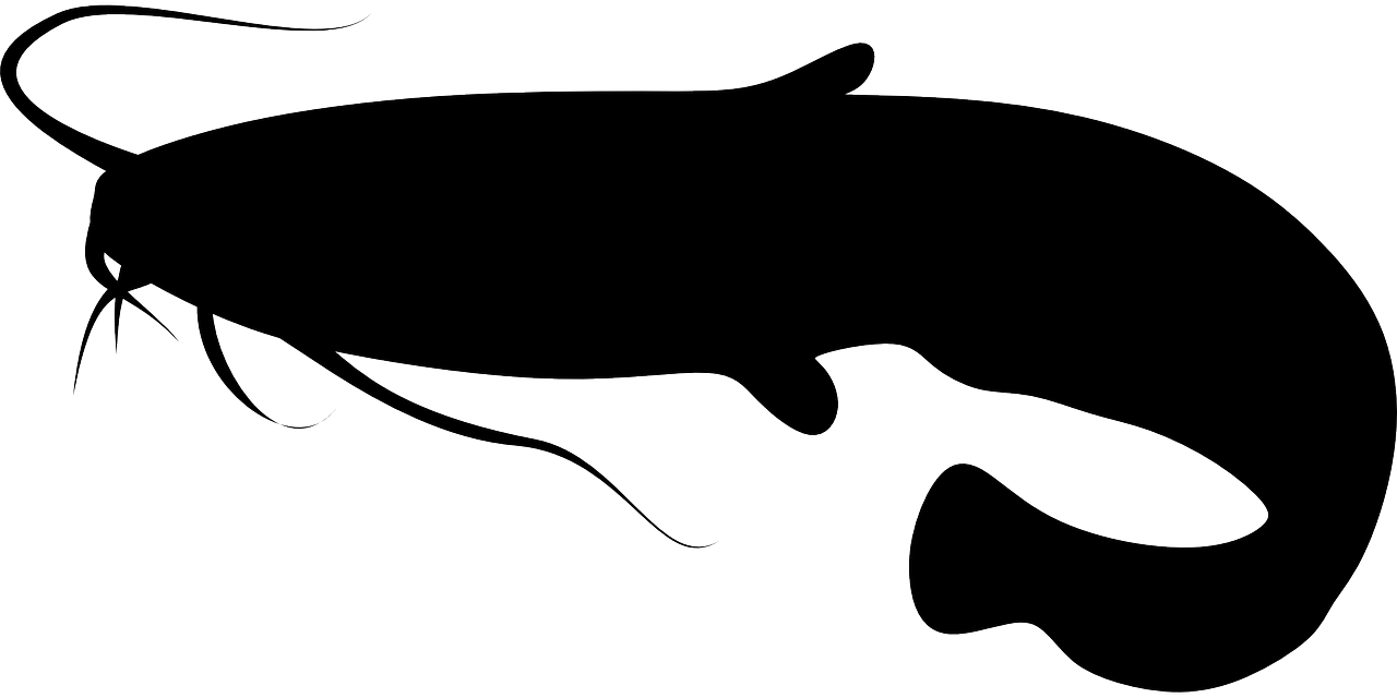 the outline of the dolphin fish that is featured in this image