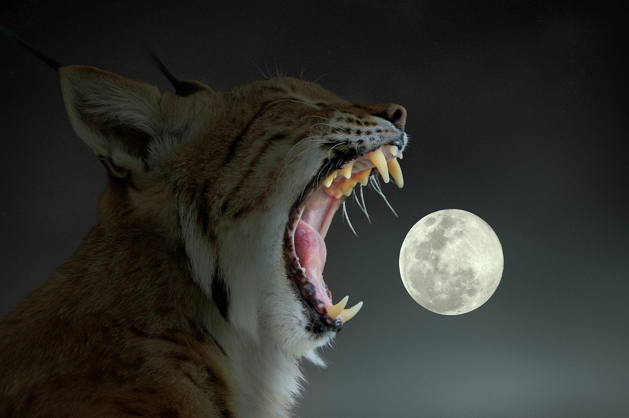 an angry growling wild cat with its teeth wide open with a full moon in the background
