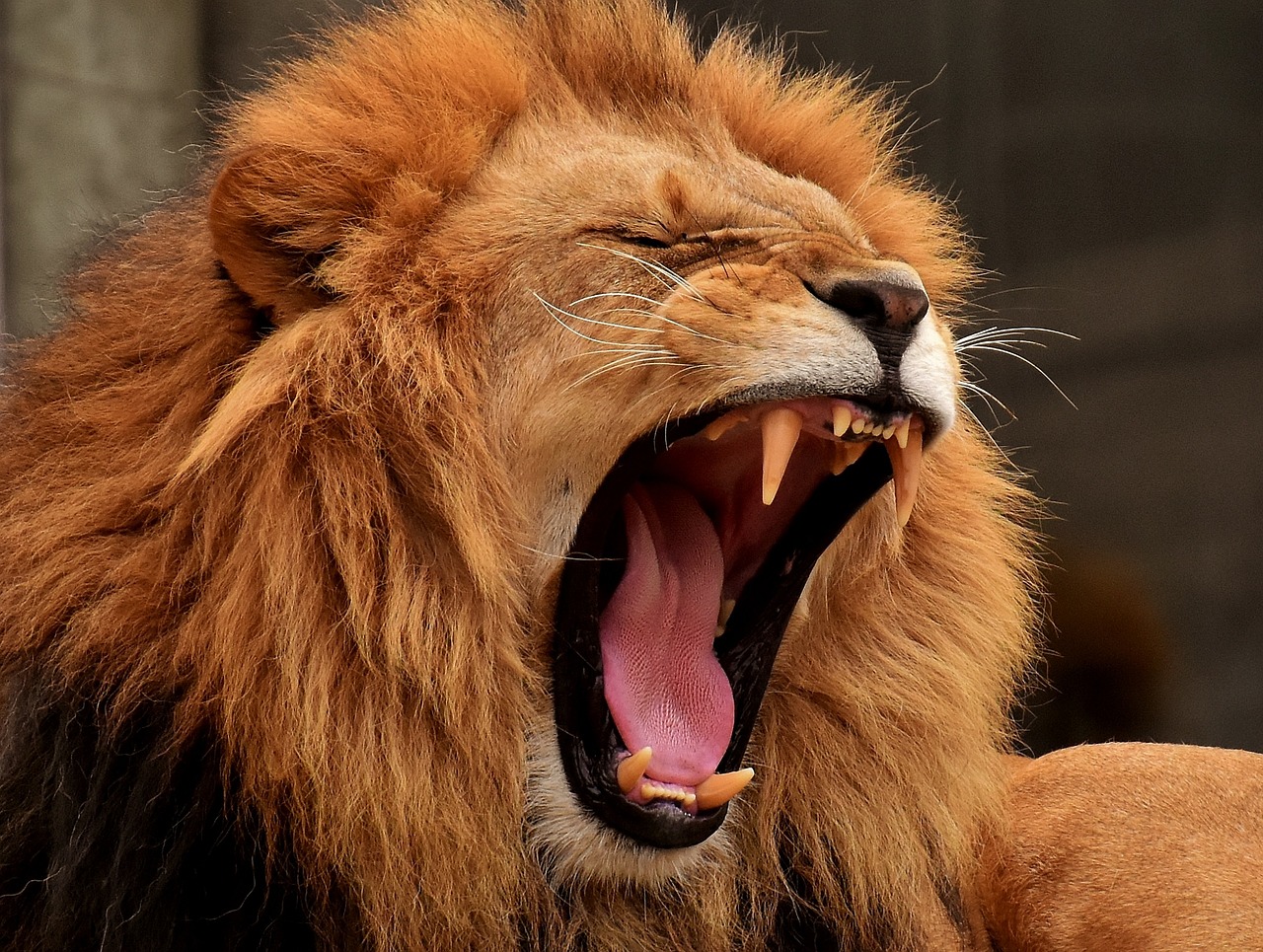 a lion yawns in a zoo enclosure