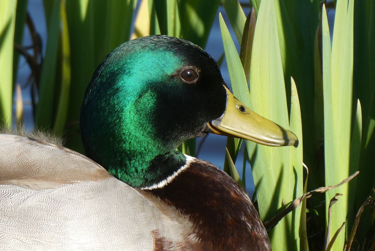 a close - up po of the green and brown duck