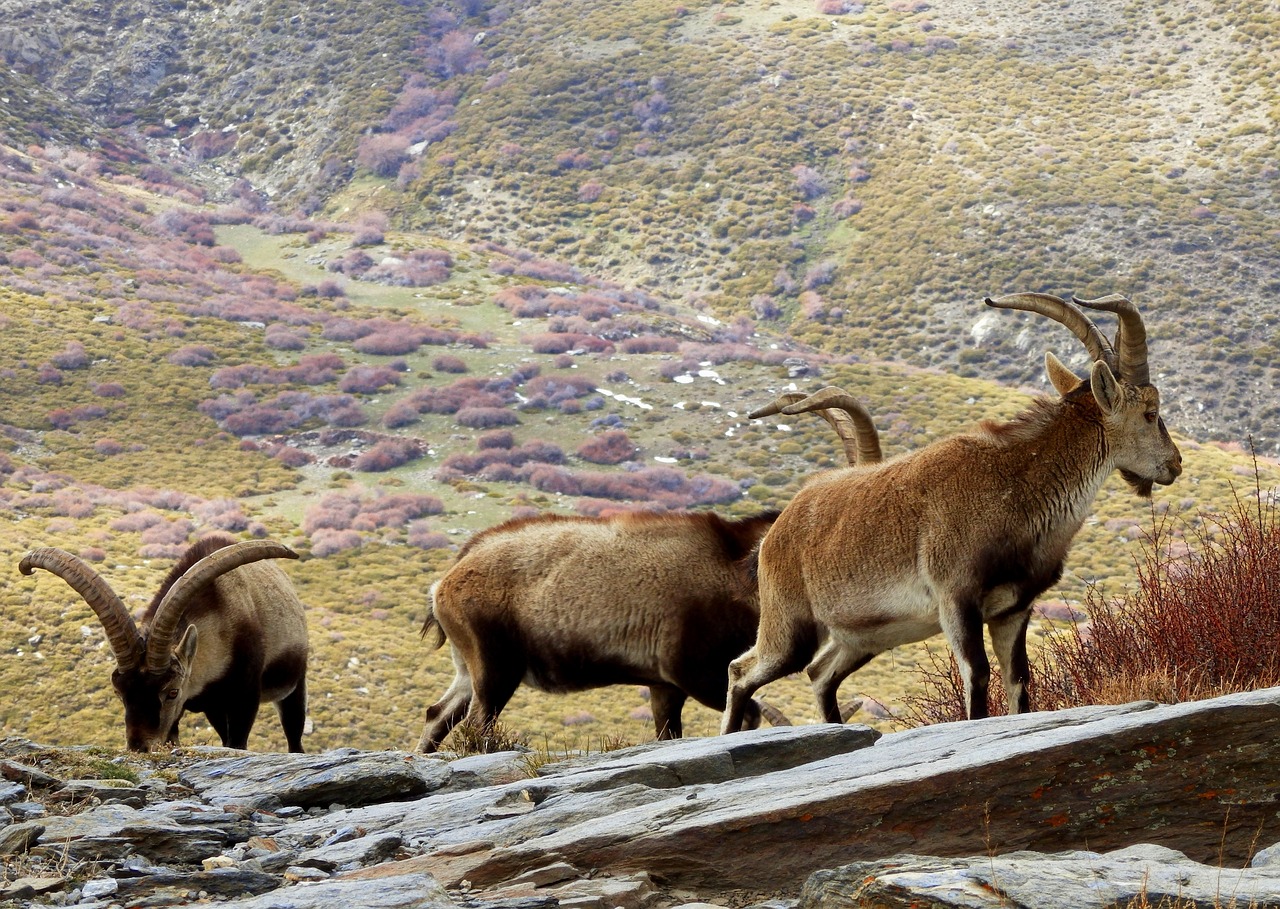 the mountain goats are standing on rocks by the grass