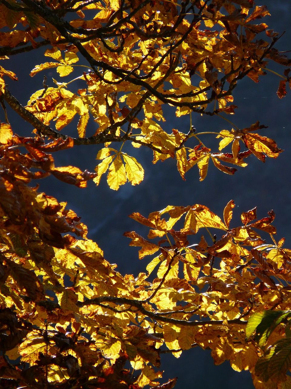 the yellow leaves on this tree reflect sun in a clear sky