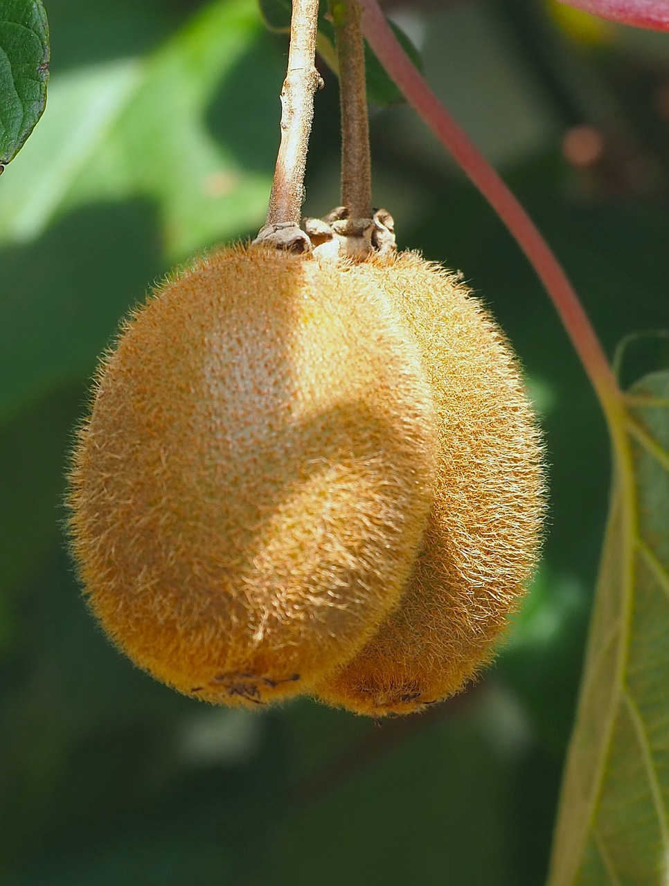 a fruit with yellow pollen and brown tips on the end