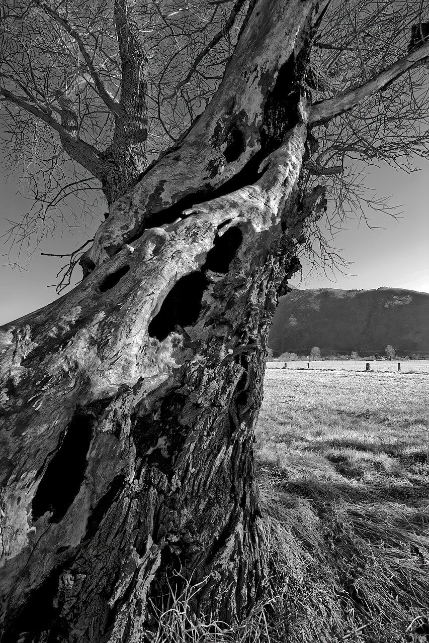 black and white pograph of a fallen tree