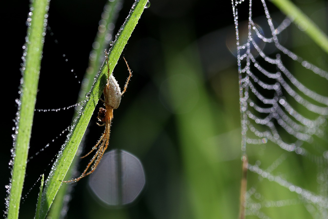 a bug crawling on top of green grass next to dew covered leaves