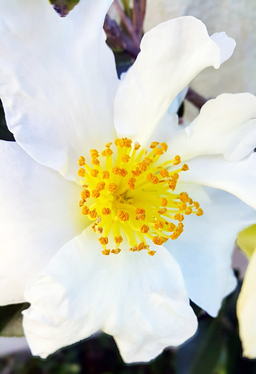 a close up picture of a large white flower