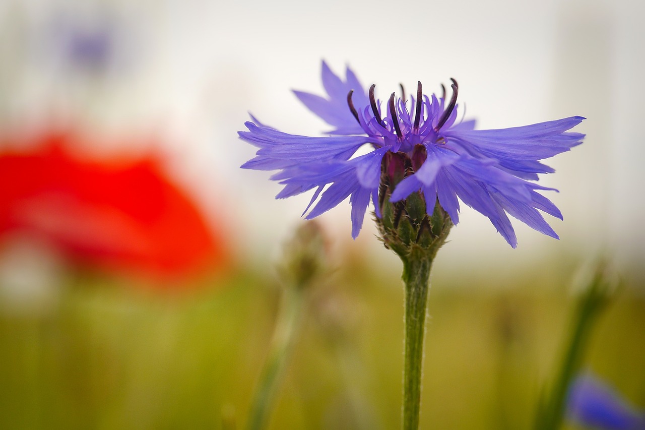 a purple flower with very green stems