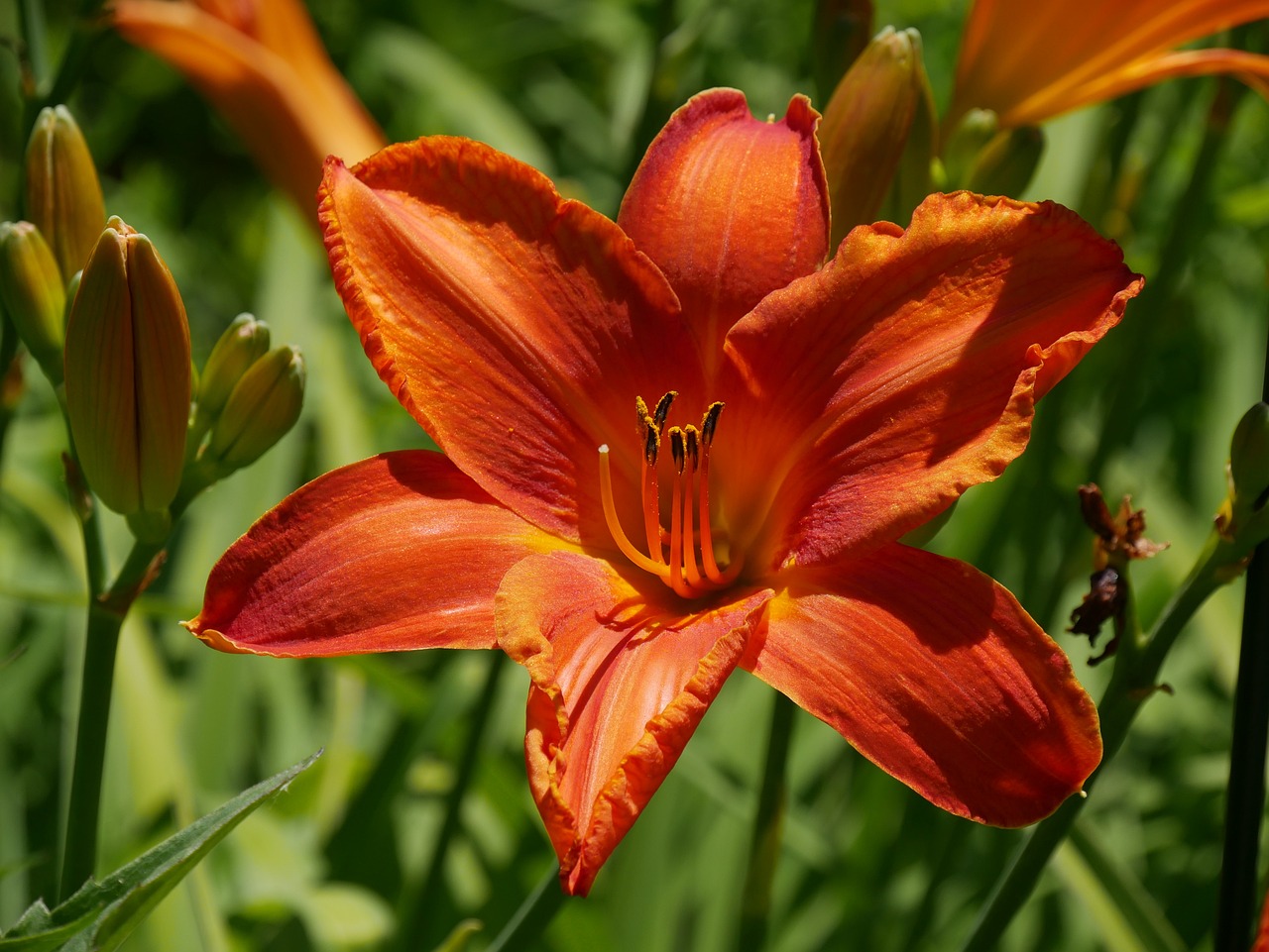 an orange lily flower in bloom by itself