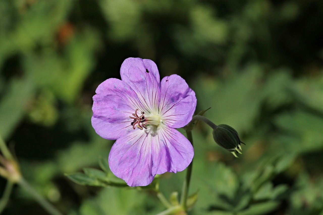 small purple flower surrounded by greenery in a park
