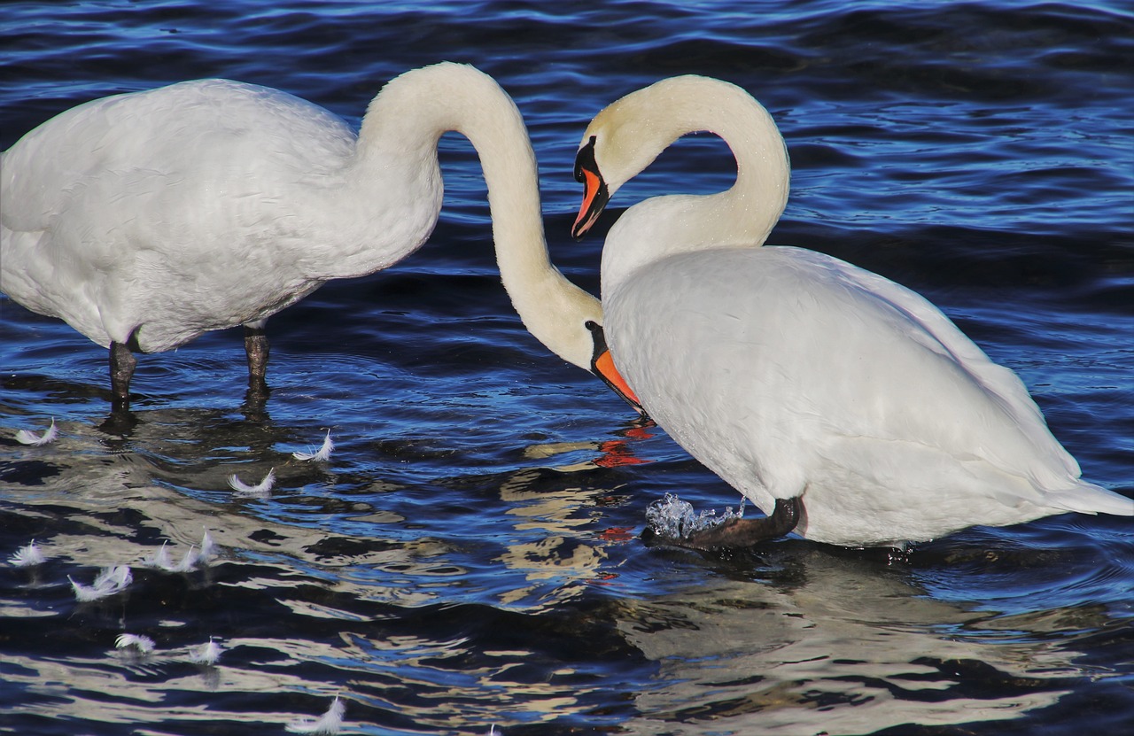 a couple of white birds standing on top of water