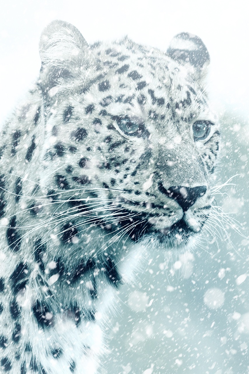 an artistic picture of a snow leopard or snow queen in the snow