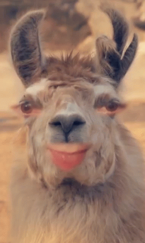 a llama with long horns is smiling for the camera