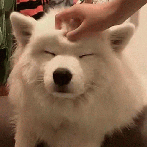 the dog has its eyes open being held up by a person