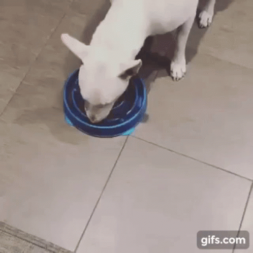 a white dog with it's head inside a yellow bowl