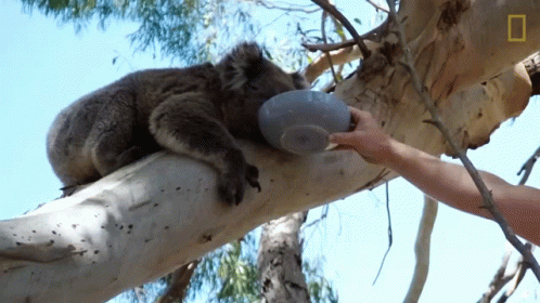 a koala bear in a tree holding onto a stuffed animal