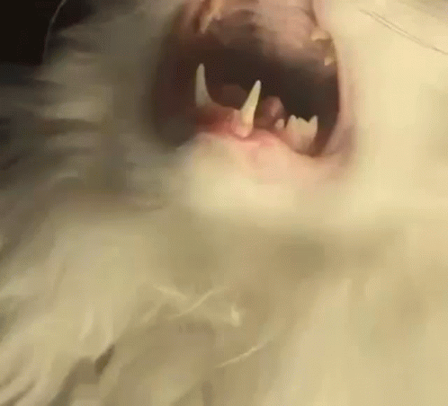 a close up view of a wolf with its mouth open