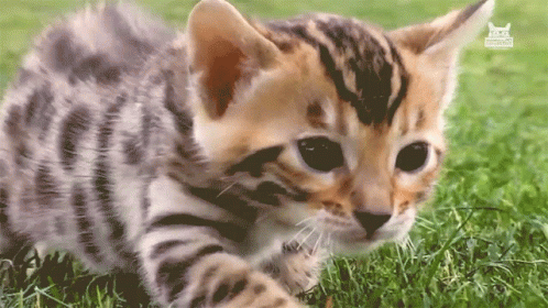 a blue eyed baby tiger is playing on grass
