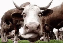 two cows with horns standing in a grassy area