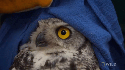 owl with blue eyes wrapped up in blanket