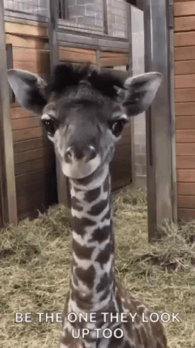 a young giraffe stares at the camera