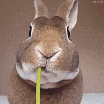 a plush bunny bunny holding a straw in its mouth
