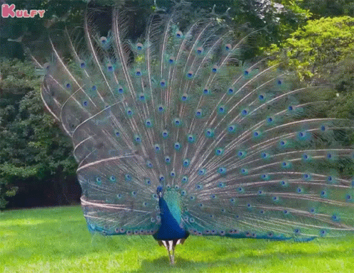 this is a man walking around the grass with a huge peacock