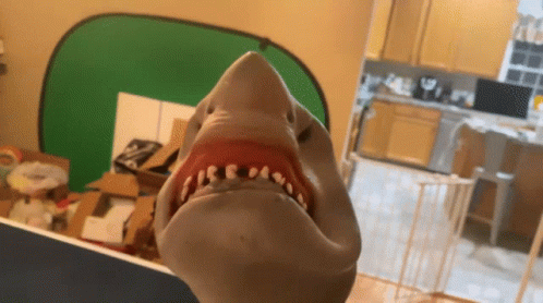 a stuffed shark head inside a shop