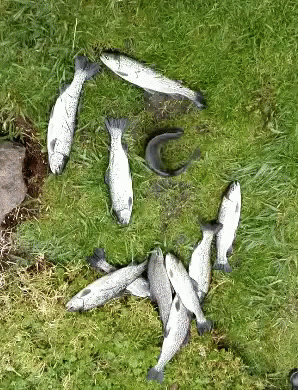 dead fish and other junk laying on the grass
