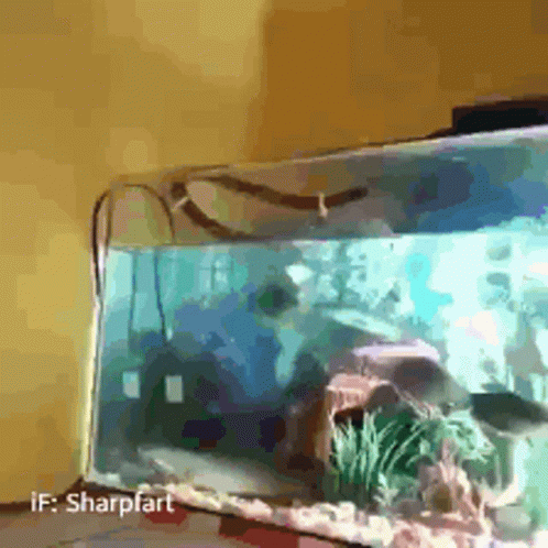 a fish swimming by a large monitor with a mouse